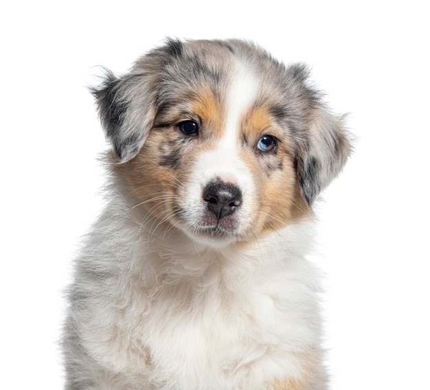 Tiro na cabeça de um cachorro Red Merle pastor australiano dois meses de idade isolado no branco