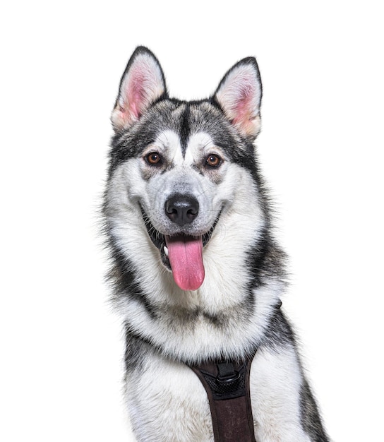 Tiro na cabeça de um Malamute do Alasca ofegante isolado em branco