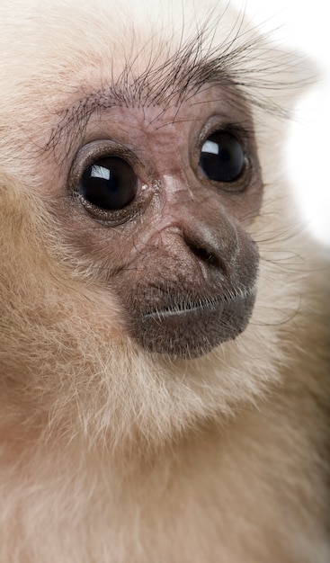 Foto tiro na cabeça do jovem gibbon pileated,