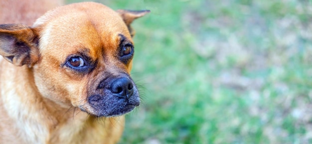 Tiro na cabeça engraçado de um cão pug marrom mestiço bonito Olhando curioso para a câmera