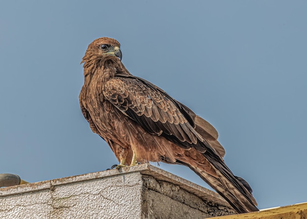 Tiro no ombro de Black Kite