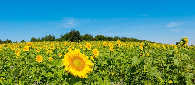 Tiro panorâmico de um campo de girassóis no verão com céu azul. ideal para layouts de sites e revistas