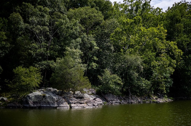 Tiro panorâmico de um rio que atravessa a floresta verde