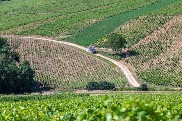 El tiro panorámico del primer rema el paisaje escénico del viñedo del verano, plantación, ramas hermosas de la uva de vino, sol, cielo, tierra de la piedra caliza. Concepto otoño cosecha de uvas, fondo de naturaleza agricultura