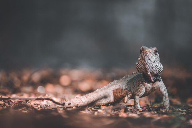 Foto tiro de primer plano de lagarto