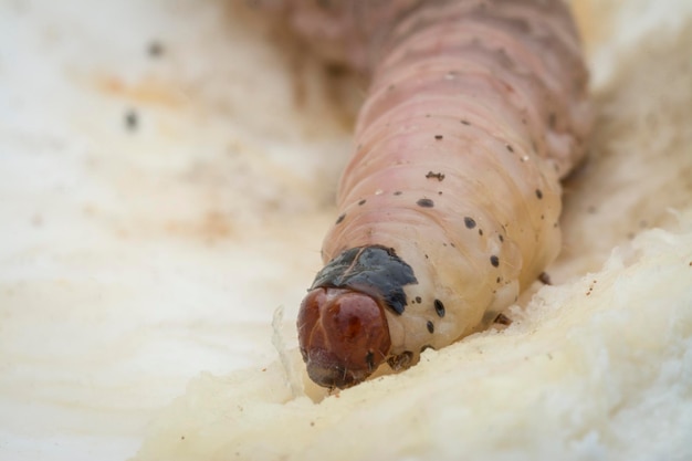 tiro próximo da larva da broca da fruta durian