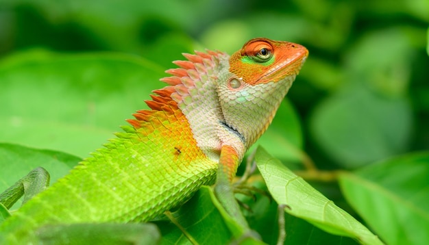 Tiro de retrato de primer plano de lagarto verde colorido