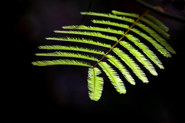 Tiro retroiluminado com folhas verdes