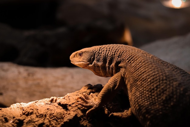 Tiro seletivo de um lagarto monitor de savana (Varanus exanthematicus) em uma rocha