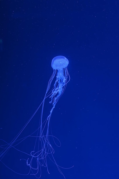 Tiro subaquático da bela Chrysaora quinquecirha de perto