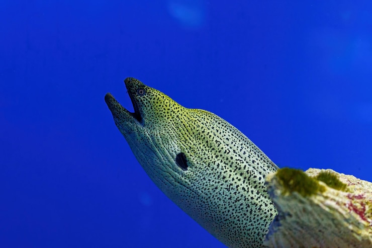 Foto tiro subaquático de peixe gymnothorax funebris