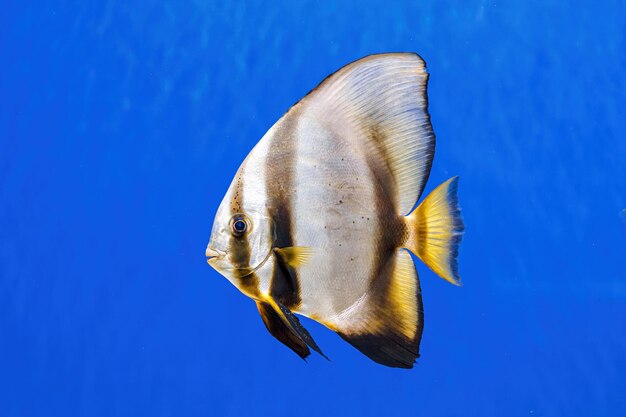 Tiro subaquático de peixe Platax orbicularis