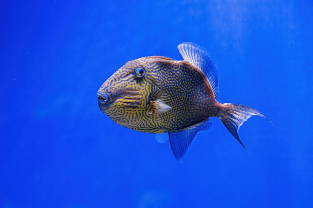 Tiro subaquático de peixe Pseudobalistes fuscus