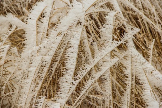 Foto tiro de trigo en todo el marco