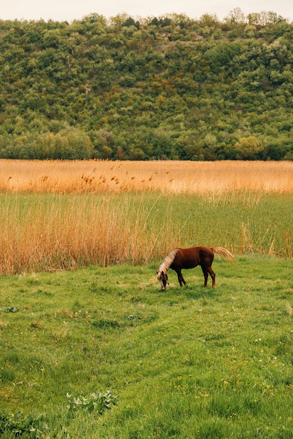 Tiro vertical ao ar livre de um belo cavalo pastando um pouco de grama verde fresca