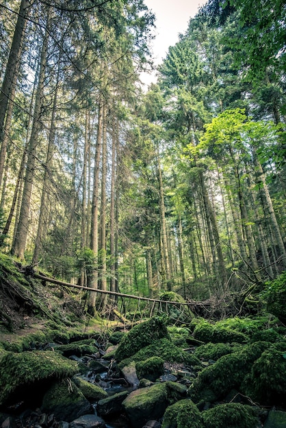 Tiro vertical de árboles altos y rocas cubiertas de musgo a lo largo del sendero Monbachtal en Ge