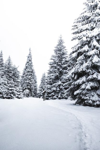 Un tiro vertical de árboles de pino cubiertos de nieve en un bosque blanco para el papel tapiz de Navidad