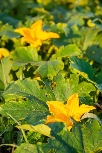 Tiro vertical de calabazas en flor en el jardín