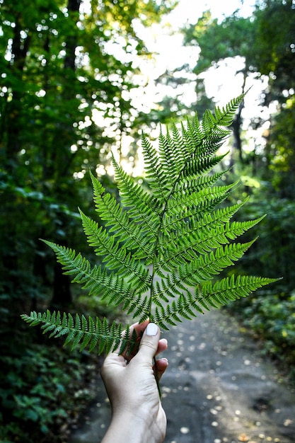 Foto tiro vertical da mão feminina segurando uma planta de samambaia na floresta. cottagecore. naturecore. aprecie as pequenas coisas.