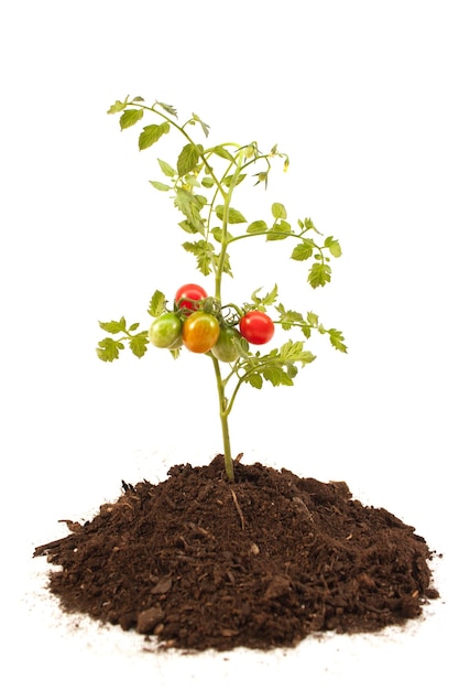 Tiro vertical da planta de tomate isolada no fundo branco