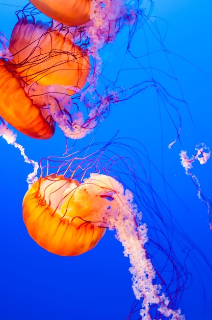 Foto tiro vertical de água-viva de urtiga laranja brilhante nadando no mar