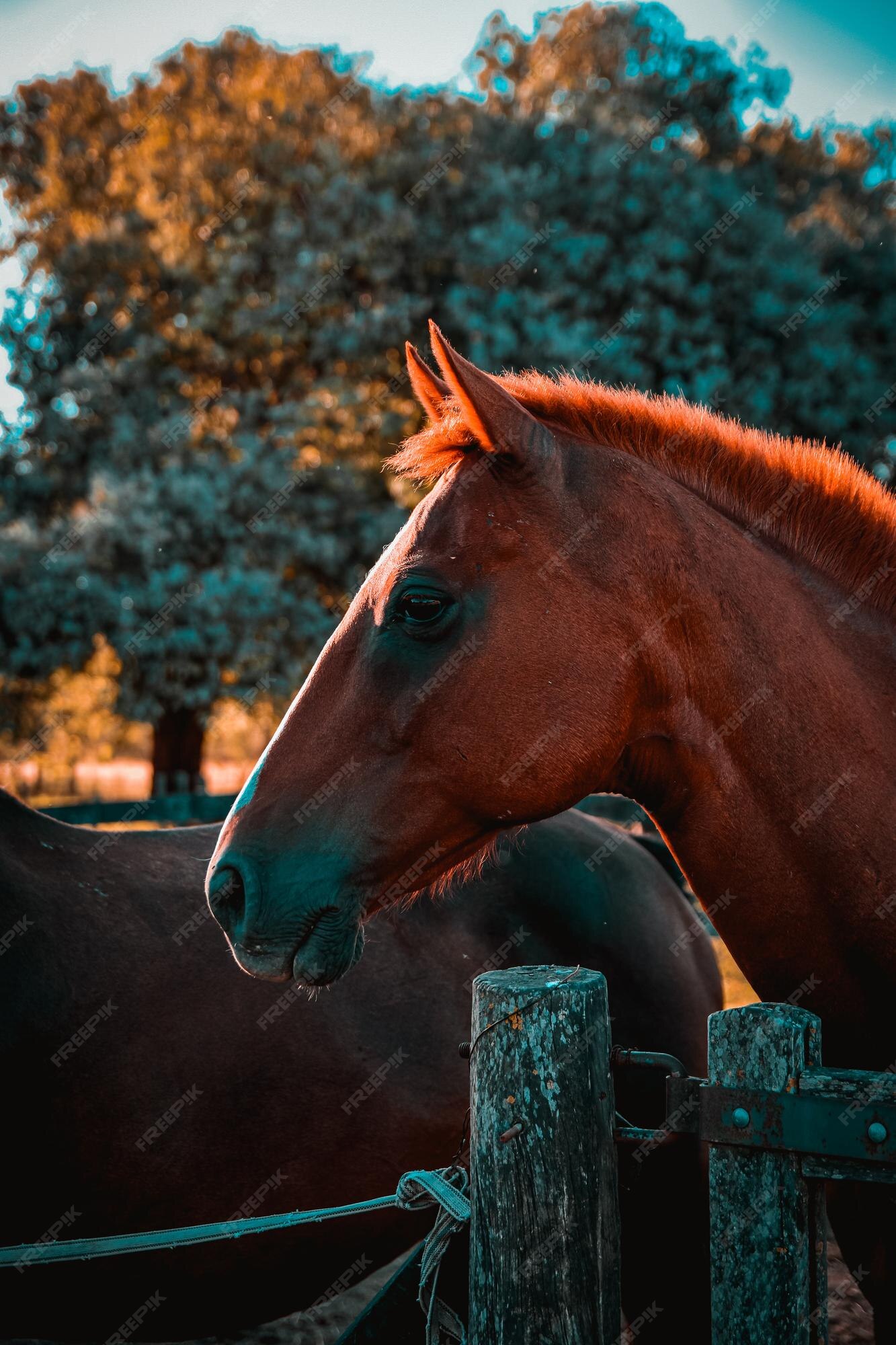 Cavalo De Trabalho Na Frente Do Celeiro Foto de Stock - Imagem de animal,  zoologia: 100606524