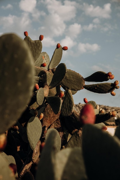 Tiro vertical de cultivo de cactos de pera espinhosa