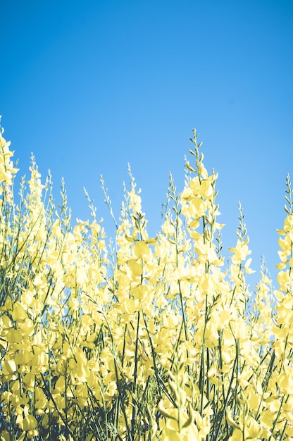Tiro vertical de flores amarelas selvagens sob a luz do sol contra um céu azul