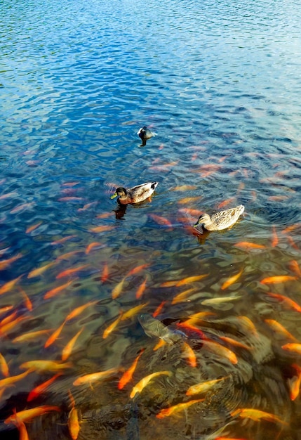 Tiro vertical de patos nadando em uma lagoa com peixes koi e carpas