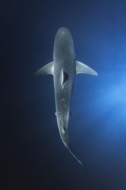 Foto tiro vertical de tubarão nadando debaixo d'água