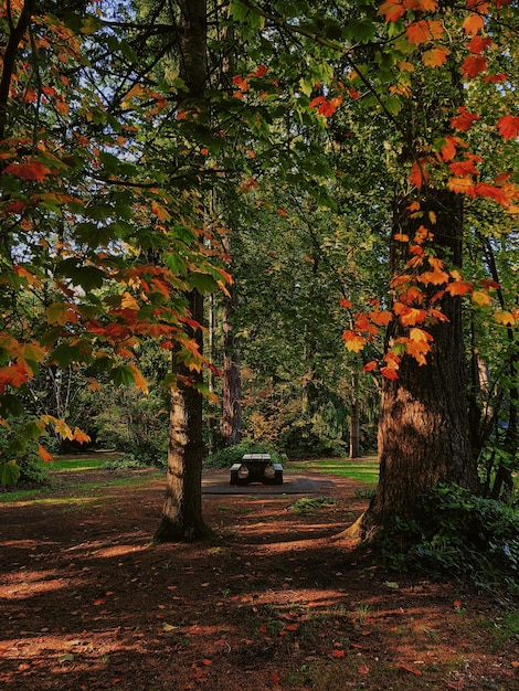 Tiro vertical de um caminho cercado por belas árvores de outono no Central Park, Burnaby, Canadá