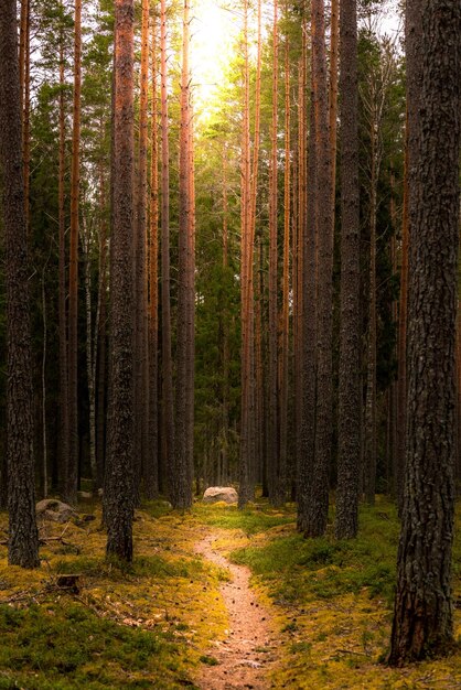 Tiro vertical de um caminho estreito no meio de uma floresta com árvores altas