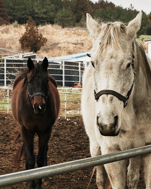Tiro vertical de um cavalo marrom e um cavalo branco em um rancho