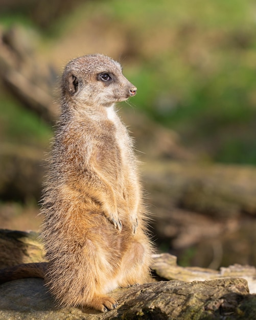 Tiro vertical de um meerkat em pé em uma madeira