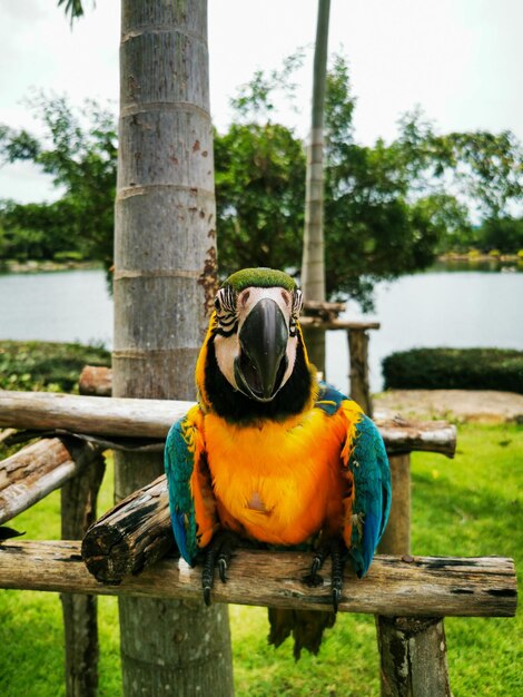 Tiro vertical de um papagaio de arara empoleirado ao ar livre em um parque durante o dia