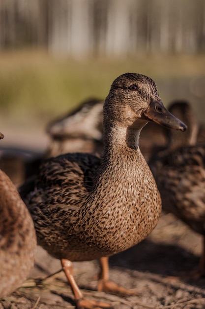 Foto tiro vertical de um pato selvagem