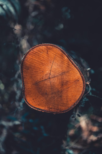 Tiro vertical de um tronco de madeira laranja em uma floresta