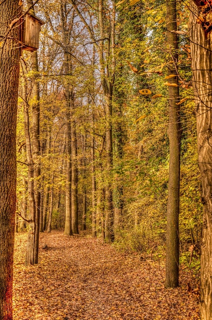 Tiro vertical de follaje en el bosque en otoño
