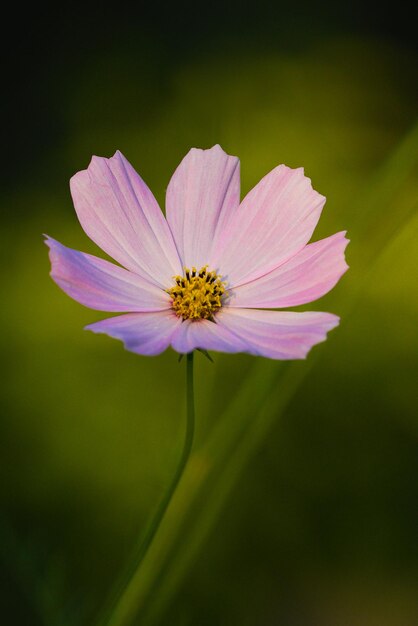 Tiro vertical de un hermoso Cosmos que florece en el jardín