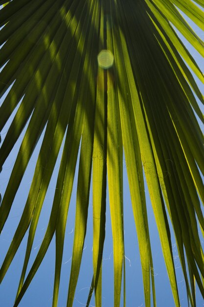 Tiro vertical de las hojas de la planta de palma enana americana