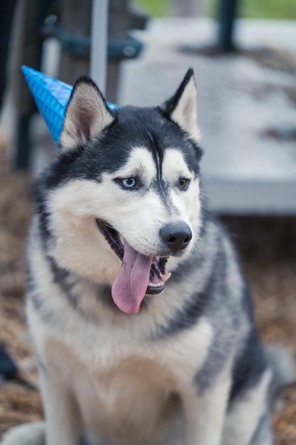Tiro vertical de un lindo perro husky con un sombrero de cumpleaños