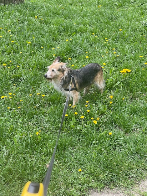 Tiro vertical de un lindo perro de raza mixta con una correa caminando en hierba verde y dientes de león