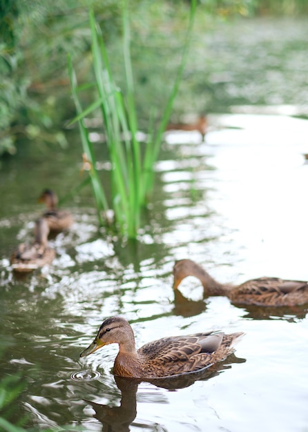 Un tiro vertical de lindos patos nadando en un lago. Patos salvajes en la naturaleza.