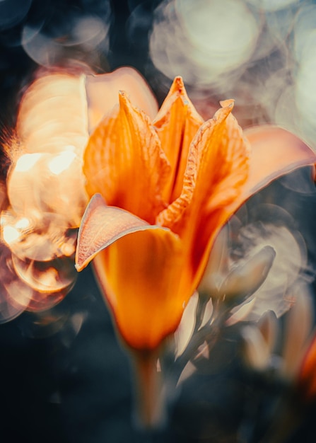 Tiro vertical de un tulipán de Greig naranja