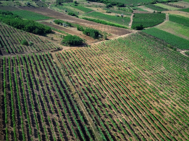 Tiro de viñedos en un pueblo