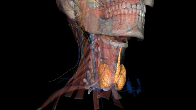 Foto la tiroides es una pequeña glándula en forma de mariposa ubicada en la base del cuello justo debajo de la manzana de adams