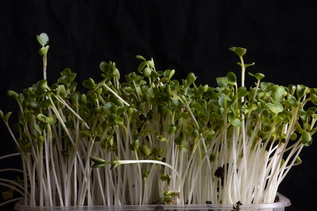 Tiros de rabanete verde em um fundo preto Microgreen