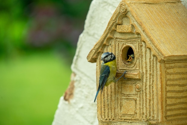 Foto tit azul adulto y bebé