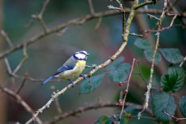 Tit azul buscando comida en un sitio de bosques