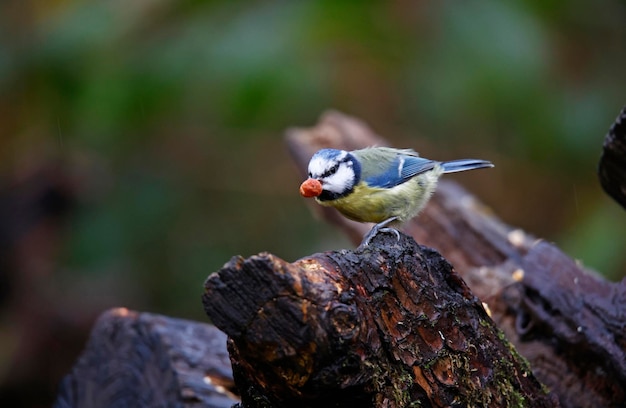 Tit azul buscando comida en un sitio de bosques